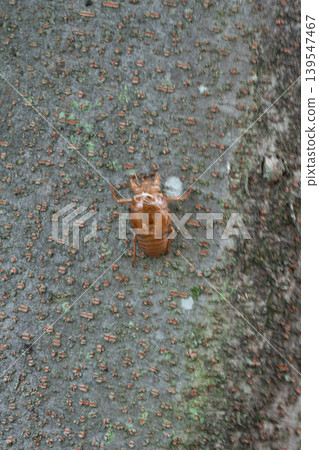A cicada's exoskeleton resting on a tree trunk 139547467