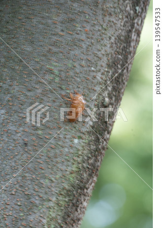 A cicada's exoskeleton resting on a tree trunk 139547533