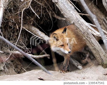 A red fox on guard in front of its den. 139547541