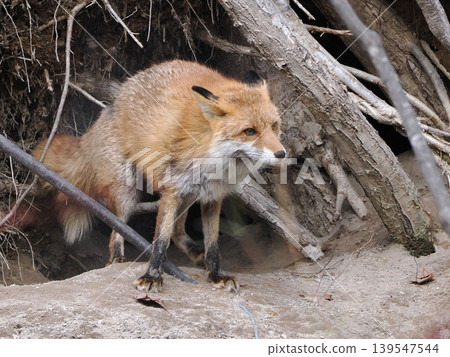 A red fox on guard in front of its den. 139547544