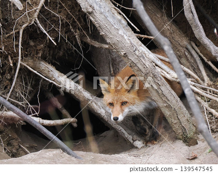 A red fox on guard in front of its den. 139547545