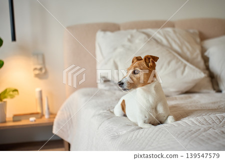 Jack Russell Terrier dog lying on bed in cozy bedroom Jack Russell Terrier dog lying on bed in cozy bedroom 139547579