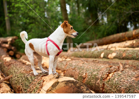 Small dog standing on timber logs in forest Small dog standing on timber logs in forest 139547597