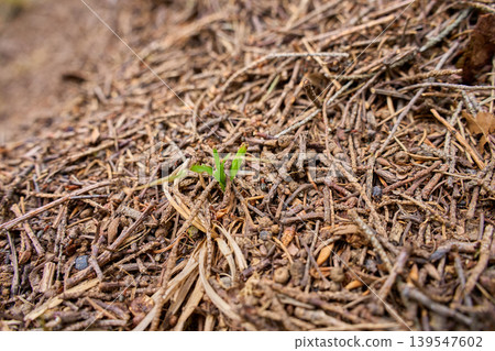 Ants in forest anthill among dry twigs and pine needles 139547602