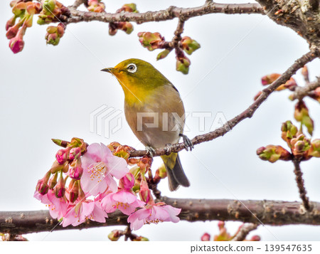 Hojuji Temple: Kawazu cherry blossoms and Japanese white-eye Hojuji Temple: Kawazu cherry blossoms and Japanese white-eye 139547635