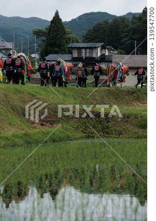 一群查古查古馬子馬走過稻田(岩手縣) 一群查古查古馬子馬走過稻田(岩手縣) 139547700