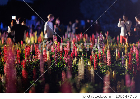 Lupines in full bloom, illuminated by lights. Lupines in full bloom, illuminated by lights. 139547719