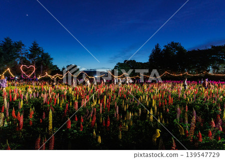 夜幕降臨，燈光照亮了盛開的魯冰花園。 139547729