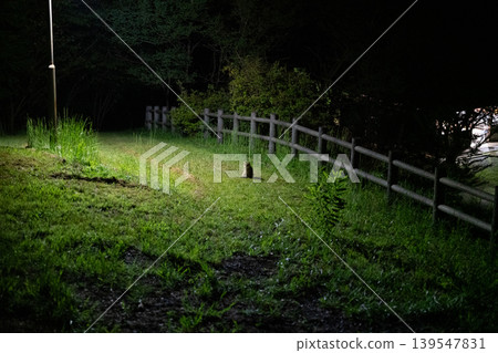 夜裡,一些小動物站在林間小路的燈光下。 夜裡,一些小動物站在林間小路的燈光下。 139547831