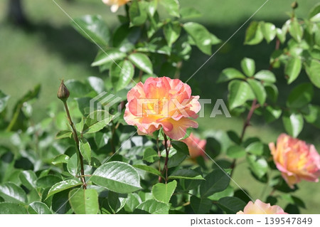 Rose flower, rose blossom, early summer, rainy season, May image Rose flower, rose blossom, early summer, rainy season, May image 139547849