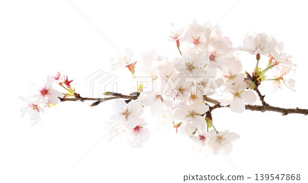 Cherry tree in full bloom Cherry tree in full bloom 139547868