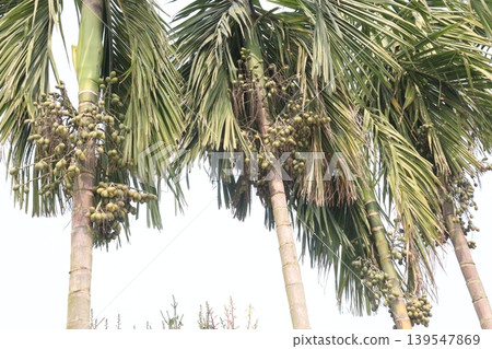 betel nut stock on tree in farm for harvest betel nut stock on tree in farm for harvest 139547869