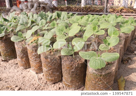 bottle gourd seedling on bag in farm for harvest bottle gourd seedling on bag in farm for harvest 139547871