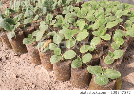 bottle gourd seedling on bag in farm for harvest bottle gourd seedling on bag in farm for harvest 139547872