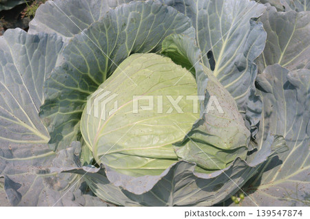 cabbage on shop for sell are cash crops cabbage on shop for sell are cash crops 139547874