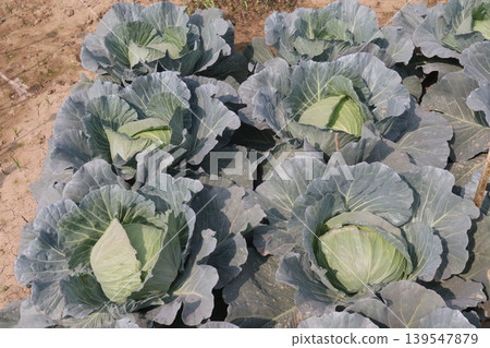 cabbage on shop for sell are cash crops cabbage on shop for sell are cash crops 139547879