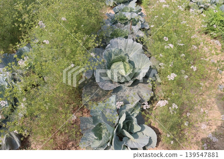 carrot and cabbage on farm for harvest are cash crops carrot and cabbage on farm for harvest are cash crops 139547881