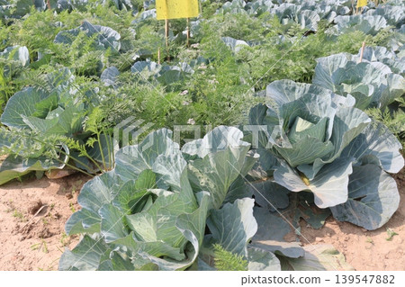 carrot and cabbage on farm for harvest are cash crops carrot and cabbage on farm for harvest are cash crops 139547882