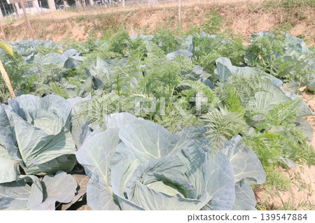 carrot and cabbage on farm for harvest are cash crops 139547884