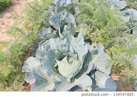 carrot and cabbage on farm for harvest are cash crops carrot and cabbage on farm for harvest are cash crops 139547885
