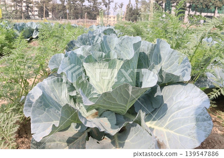 carrot and cabbage on farm for harvest are cash crops carrot and cabbage on farm for harvest are cash crops 139547886
