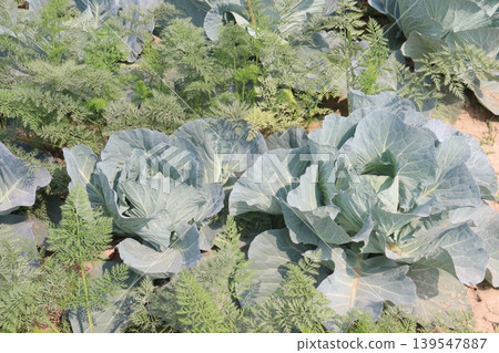 carrot and cabbage on farm for harvest are cash crops carrot and cabbage on farm for harvest are cash crops 139547887