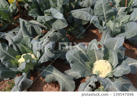 Cauliflower seedling on farm for harvest Cauliflower seedling on farm for harvest 139547896