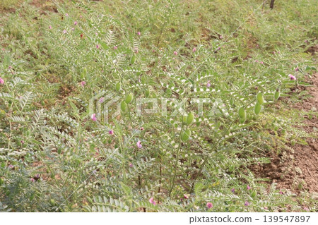 Chickpea plant on farm for harvest Chickpea plant on farm for harvest 139547897