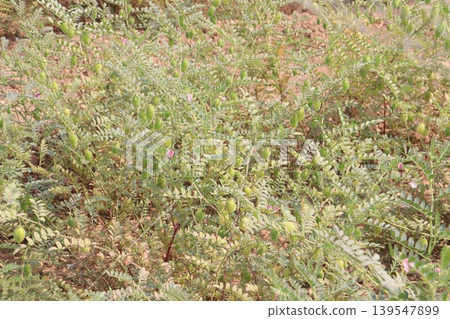 Chickpea plant on farm for harvest 139547899