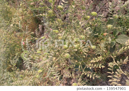 Chickpea plant on farm for harvest Chickpea plant on farm for harvest 139547901