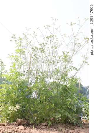 coriander flower with tree on firm for harvest coriander flower with tree on firm for harvest 139547906