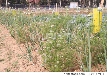 onion and radish plant on farm for harvest 139547911