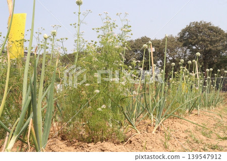 onion and radish plant on farm for harvest onion and radish plant on farm for harvest 139547912