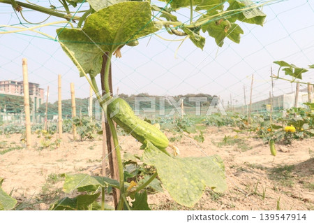 cucumber on plant in field for harvest cucumber on plant in field for harvest 139547914