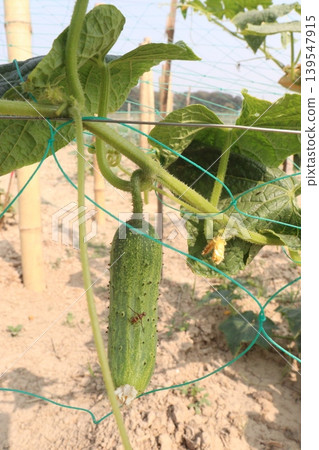 cucumber on plant in field for harvest cucumber on plant in field for harvest 139547915