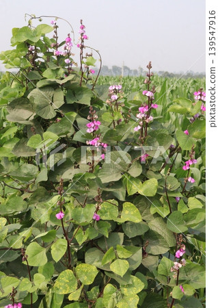 Edamame on tree in farm for harvest Edamame on tree in farm for harvest 139547916