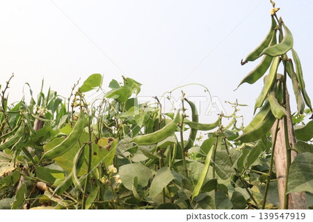 Edamame on tree in farm for harvest Edamame on tree in farm for harvest 139547919