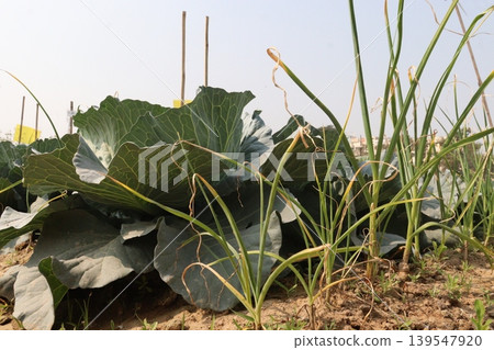 garlic and cabbage on farm for harvest garlic and cabbage on farm for harvest 139547920