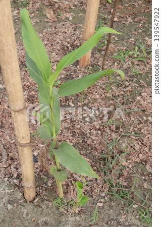ginger tree plant on farm for harvest 139547922