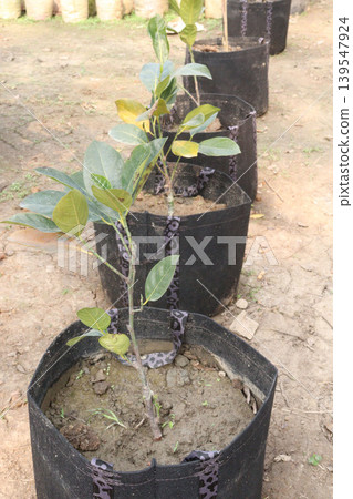 jackfruit seedling on farm for sell jackfruit seedling on farm for sell 139547924