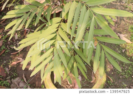 Lepisanthes fruit plant on farm Lepisanthes fruit plant on farm 139547925