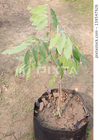 lychee plant on farm for sell lychee plant on farm for sell 139547926