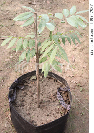 lychee plant on farm for sell lychee plant on farm for sell 139547927