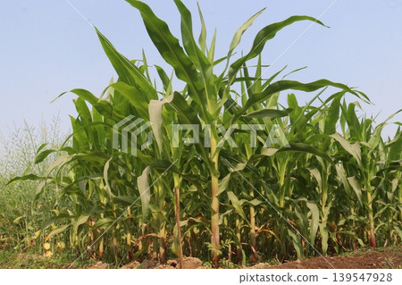 green colored maize tree firm on field green colored maize tree firm on field 139547928