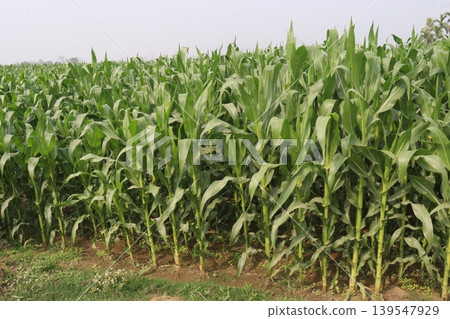 green colored maize tree firm on field green colored maize tree firm on field 139547929