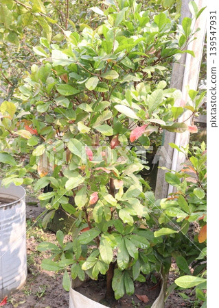 Miracle fruit plant on nursery 139547931