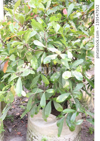 Miracle fruit plant on nursery Miracle fruit plant on nursery 139547932