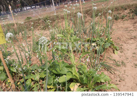 onion and radish plant on farm for harvest onion and radish plant on farm for harvest 139547941