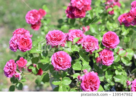 Pink roses, early summer (May), rainy season image. Pink roses, early summer (May), rainy season image. 139547982