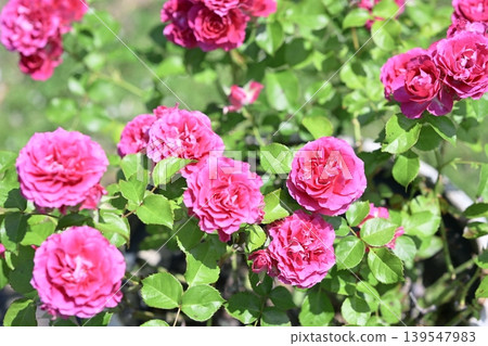 Pink roses, early summer (May), rainy season image. Pink roses, early summer (May), rainy season image. 139547983